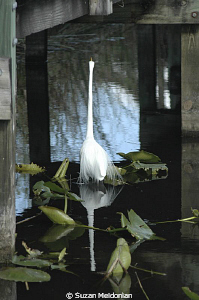 Great White Heron under a wooden walkway by Anhinga Trail... by Suzan Meldonian 
